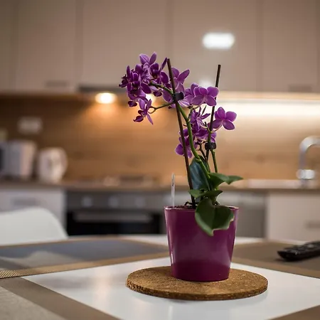 Apartment Rajko *